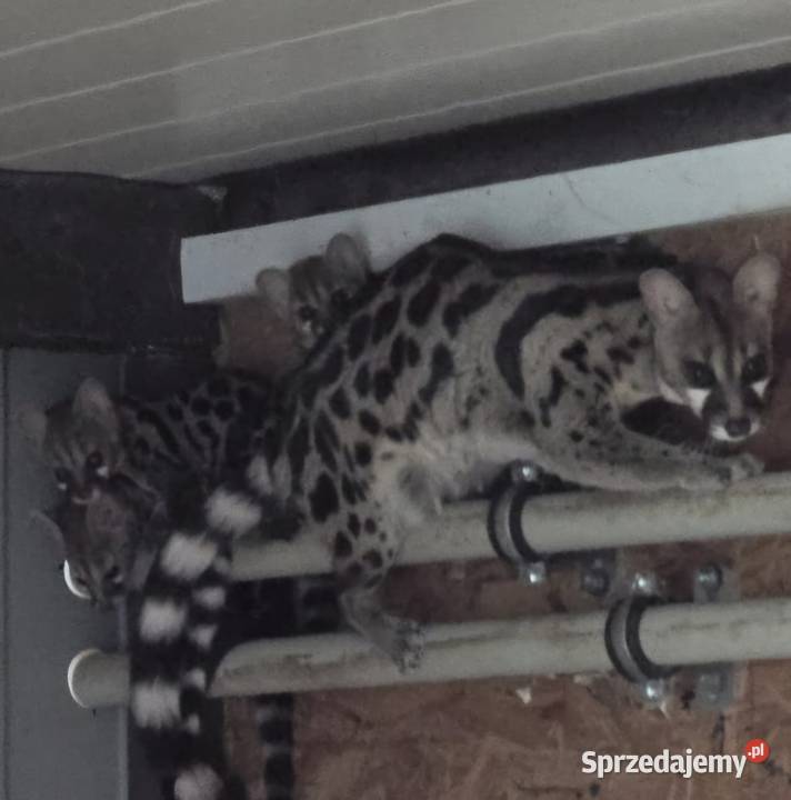 Żenety lamparcie Genetta maculata Siedlce