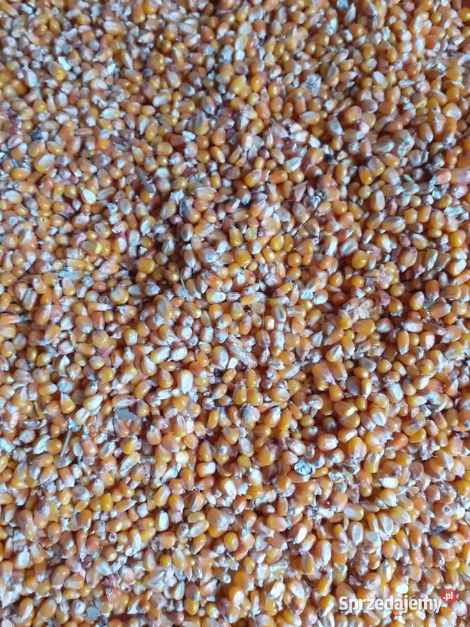 Pszenica pszenżyto owies jęczmien Nieborów