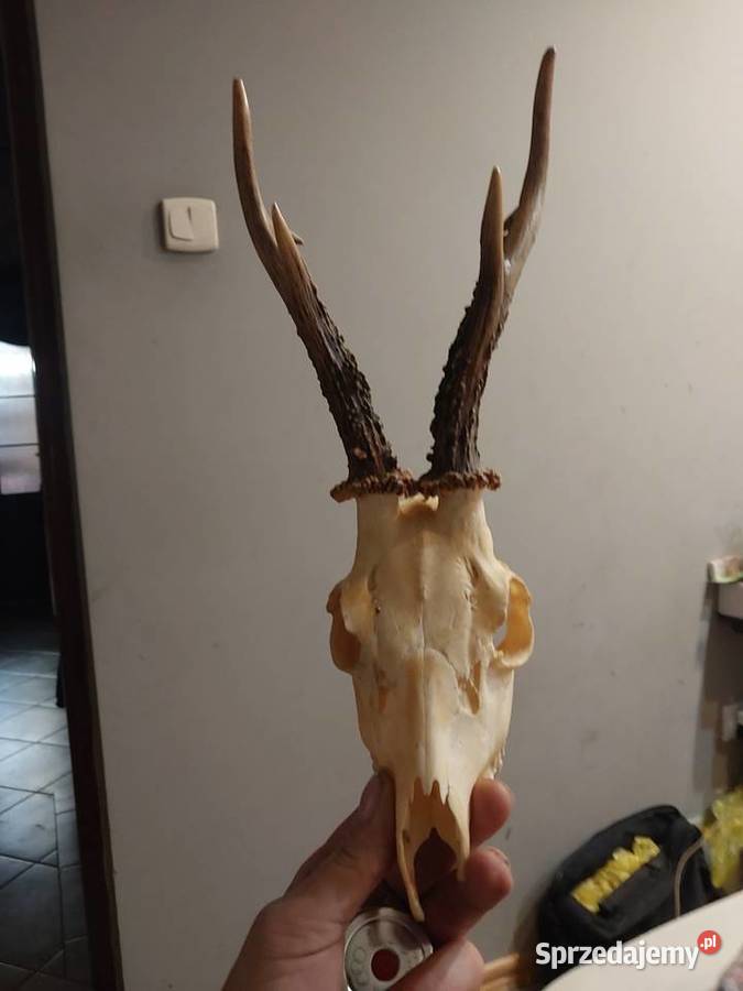 Porostka kozla Baby Górne sprzedam