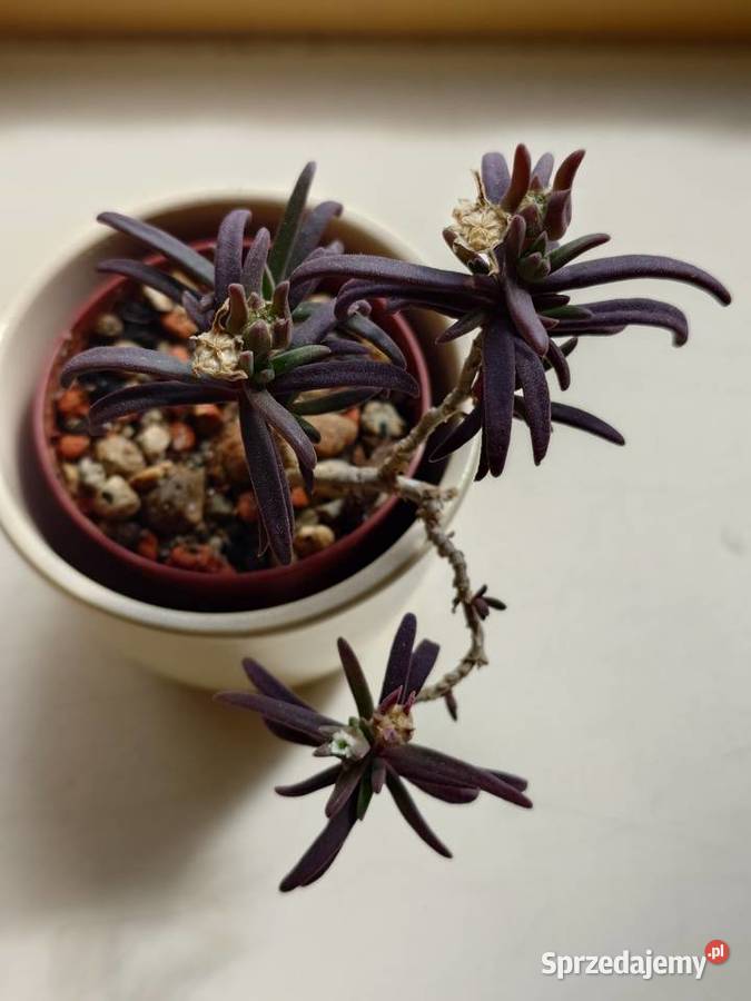 Delosperma bosseranum kaudeks miniatura w Warszawa sprzedam