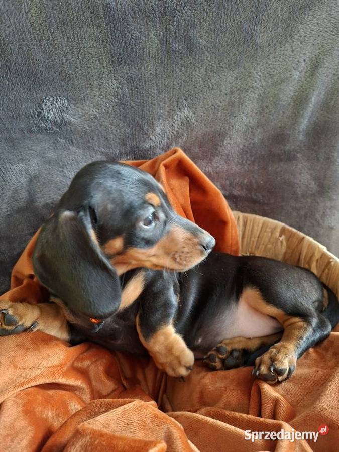 Jamnik czarny piesek Psy wielkopolskie Gostyń