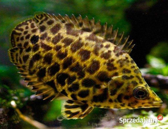 Buszowiec ostropyski Ctenopoma acutirostre sprzedam