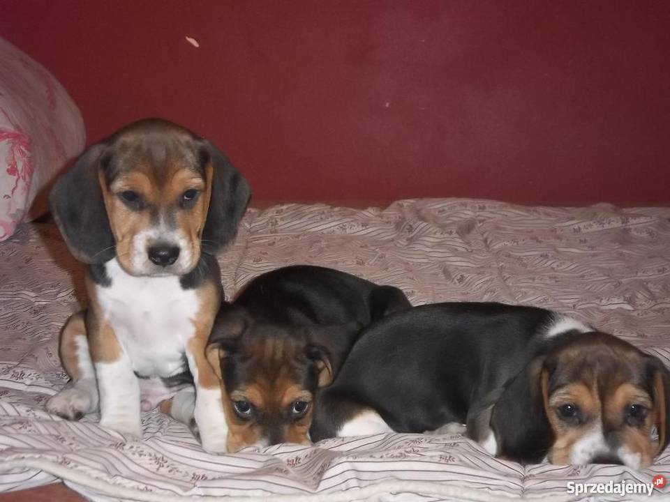 BEAGLE tricolor Jaktorów-Kolonia