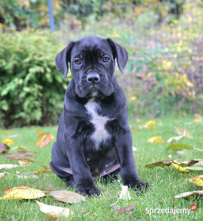 Szczeniaki Cane Corso ZKwP FCI