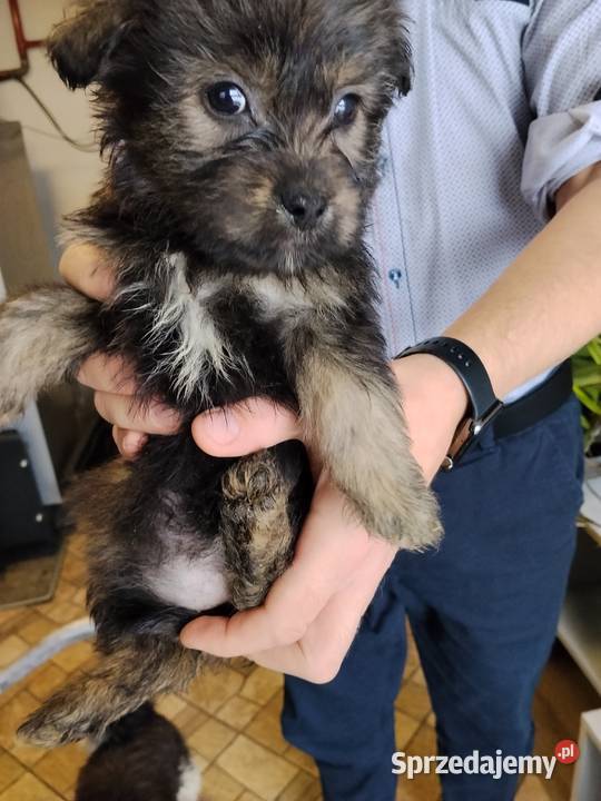 Suczki matki shih tzu Ciężkowice sprzedam