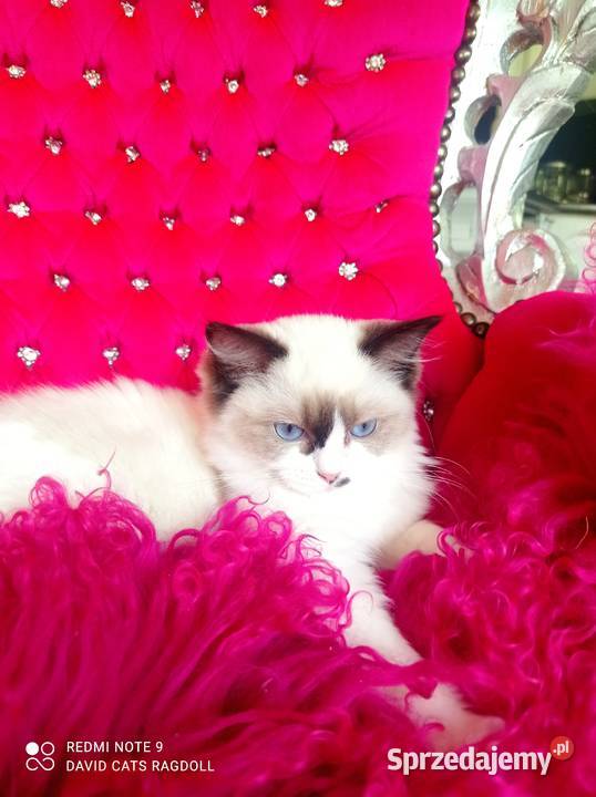 Ragdoll Kotka Seal bicolor FIFE FPL Wschowa