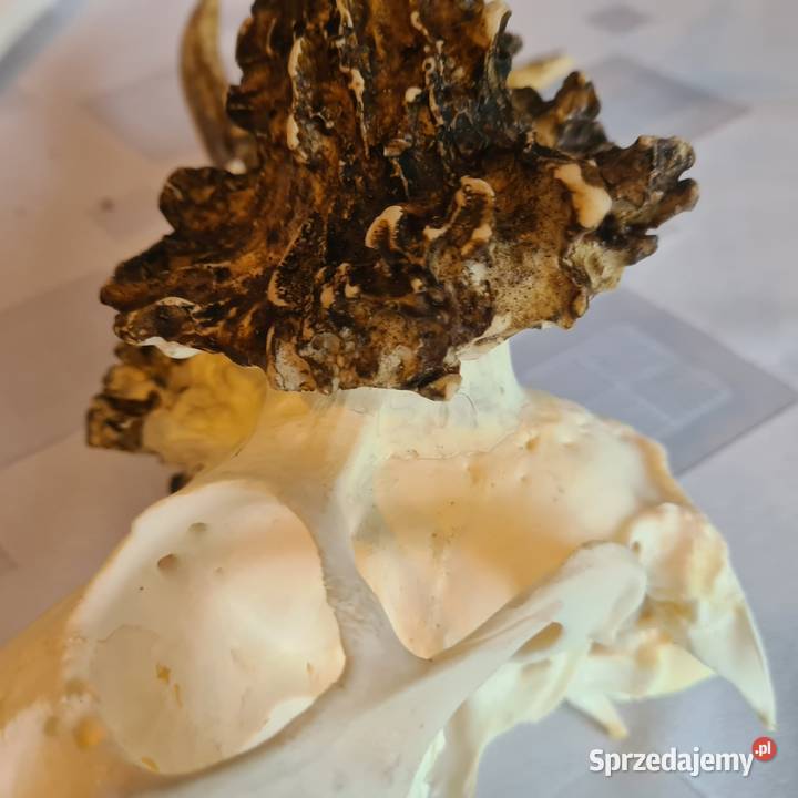 NPWOŚĆ Kopia rekordu świata Czechy 810 gr 223CIC Orzesze