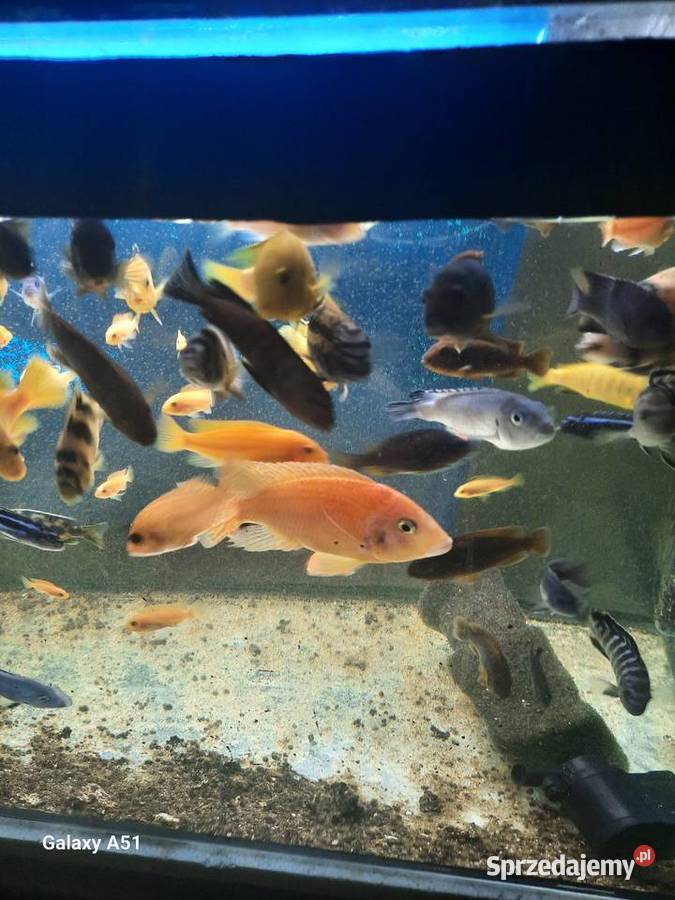 Pyszczaki malawi ponad 50 sztuk sprzedam