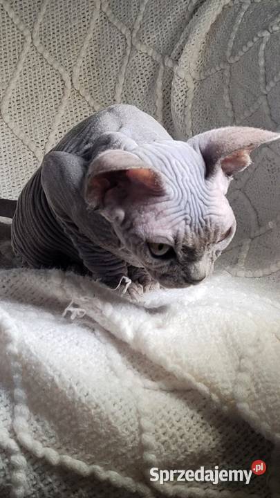 Niebieska koteczka Sfinks na Hodowle Warszawa