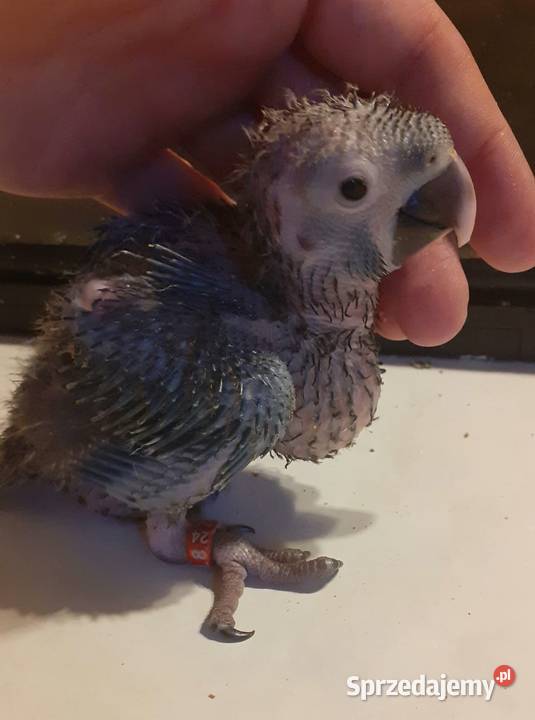 Papugi Ara Marakana Ptaki mazowieckie Warszawa