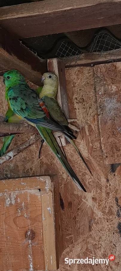 Papugi świergotki Julianpol