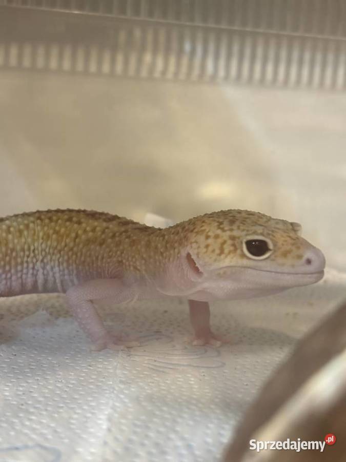 Eublefar lamparci samiec Zwierzęta Poznań