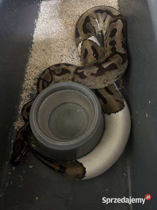 Sprzedam zamienię Gdynia