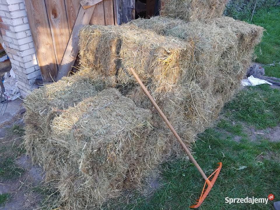 Snopki siana mała kostka świeże 2025 Wrocki