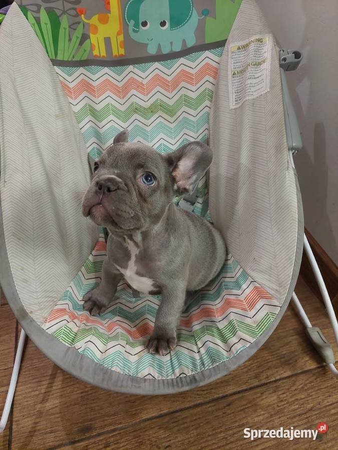 Buldog francuski suczka lilac blue wielkopolskie Wronki