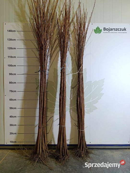 Porzeczka złota RYBES RIBES do szczepienia Stary Pożóg sprzedam