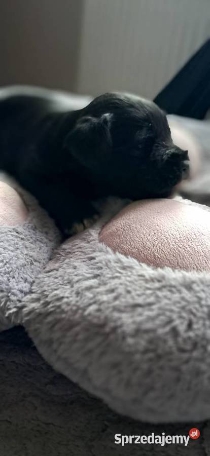 Sznaucer miniaturowy Słupca