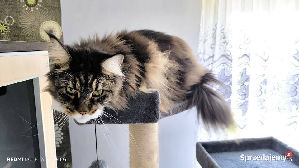Maine coon kotka drapak kuweta klatka