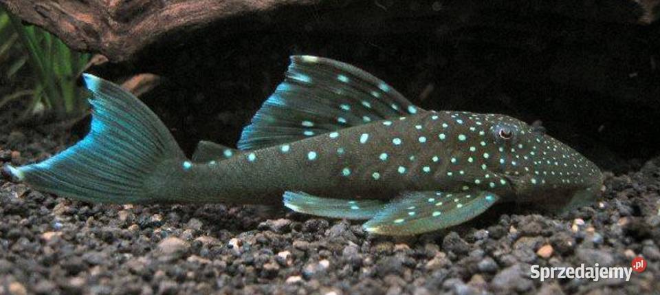 Glonojad L128 Hemiancistrus ODŁÓW WF WYSYŁKA Ryby Gdańsk