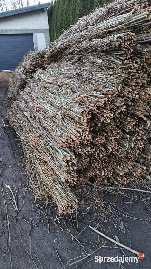 Faszyna z wierzby energetycznej Kiszka faszynowa mazowieckie Grębków