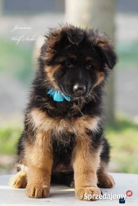 Owczarek niemiecki długowłosy ZKwP FCI z pełną Owczarek Ozorzyce