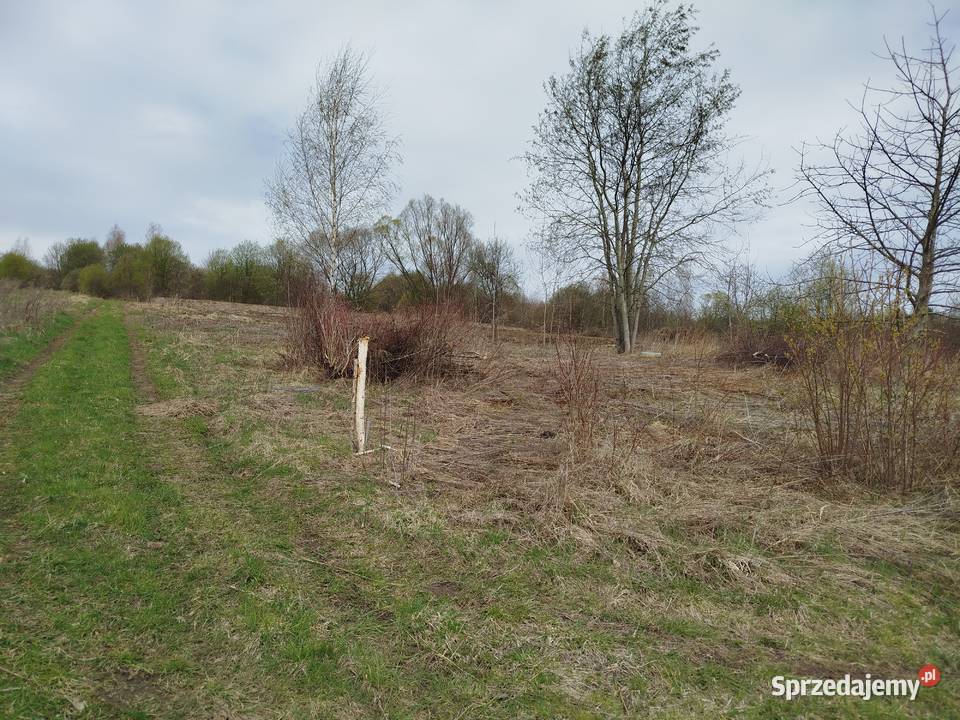 wynajmę działkę pod Krakowem rod p małopolskie sprzedam