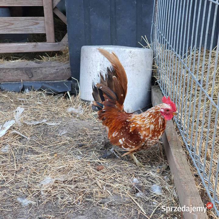 Miniaturowe koguciki ozdobne wielkopolskie Konin