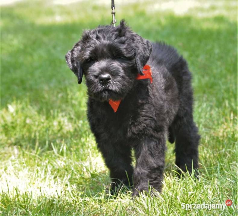 CZARNY TERIER ROSYJSKI szczenięta rodowodowe Szczecin