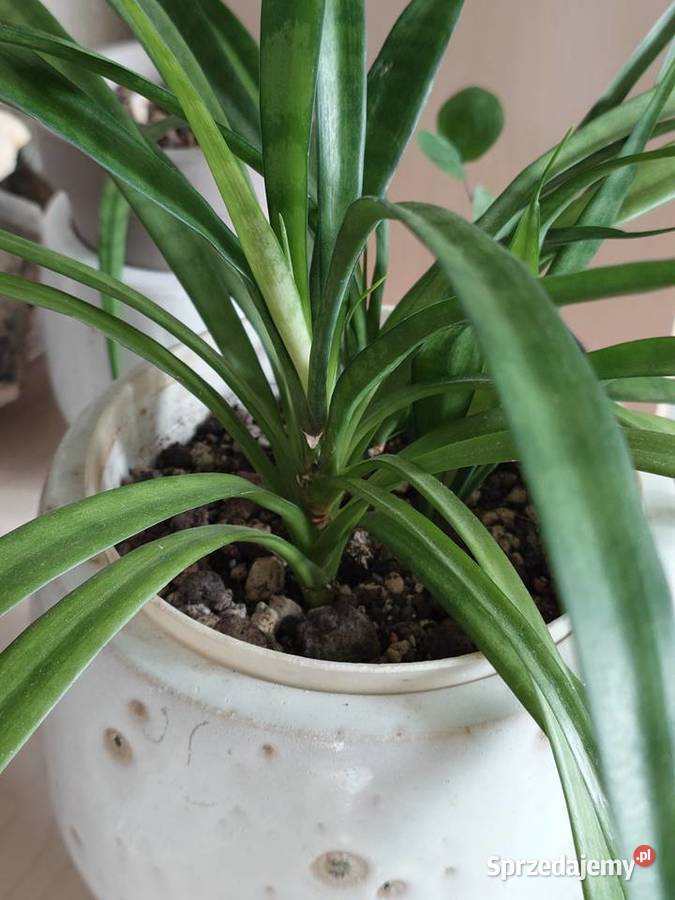 Sansevieria parva Kenya Hyacinth duża sprzedam