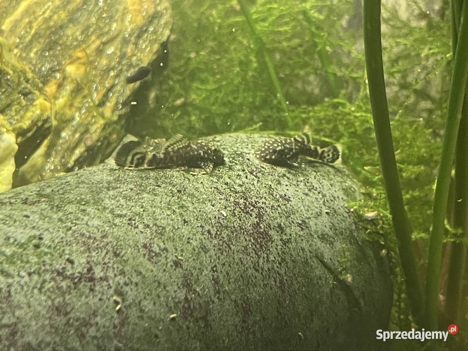 Zbrojnik Niebieski Glonojad Ancistrus Tomaszów Lubelski