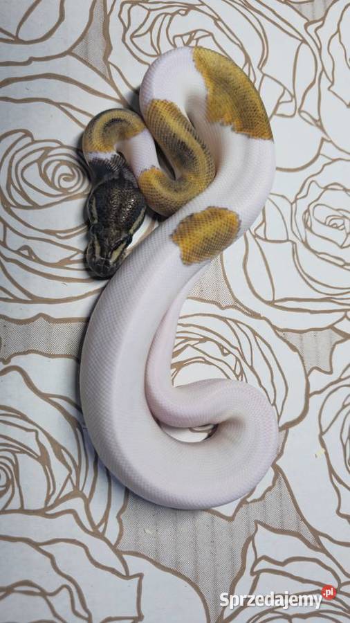 Wąż pyton królewski python regius samiec Wrocław
