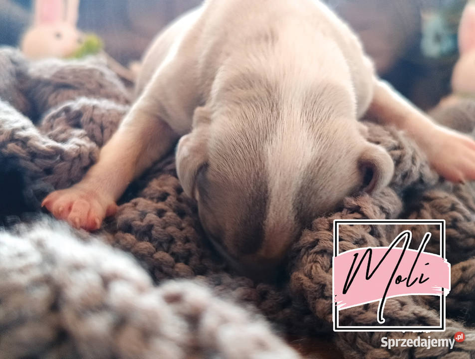 Moli Whippet na sprzedaż piękne rasowe zdrowe Pozostałe wielkopolskie Poznań