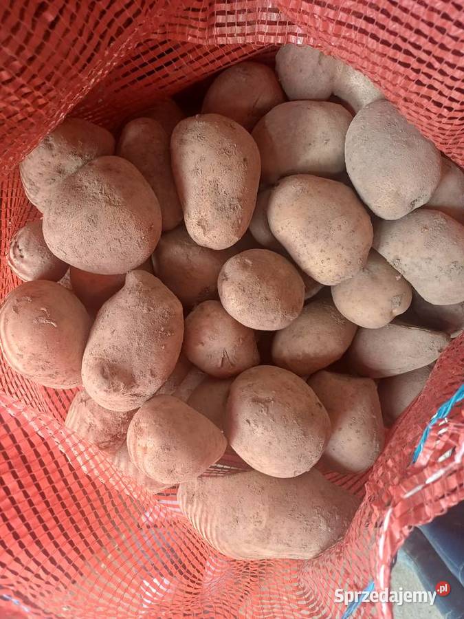 Sprzedam ziemniaki paszowe Dynów 050