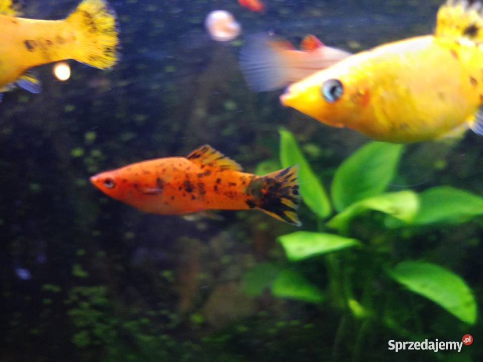 Mieczyk młody samiec Rakszawa