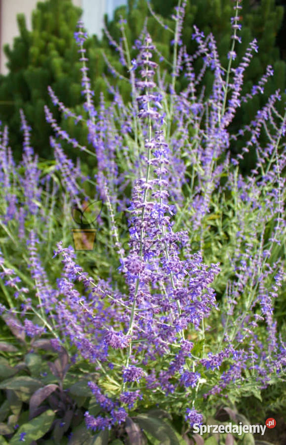 PEROWSKIA ŁOBODOLISTNA Little Spire sadzonki w Ustronie