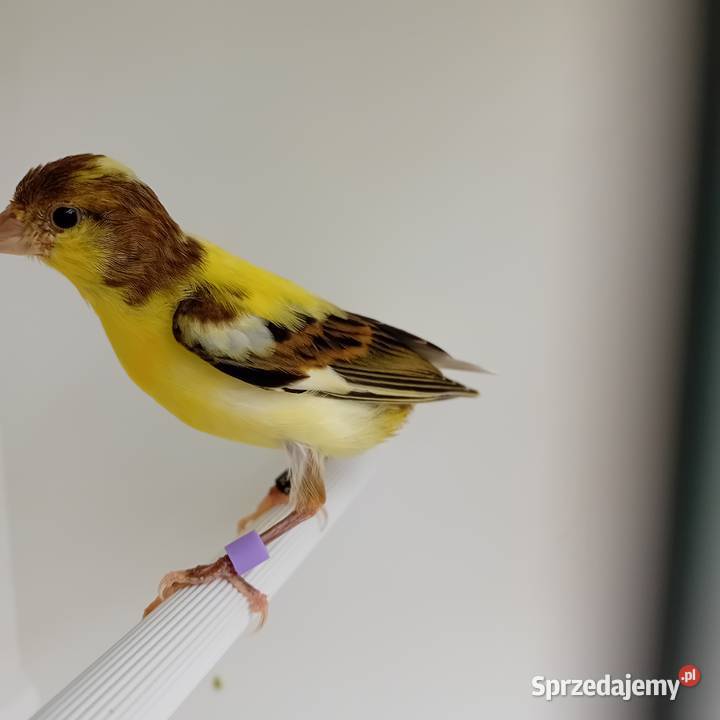 Kanarki miniatura hiszpańska