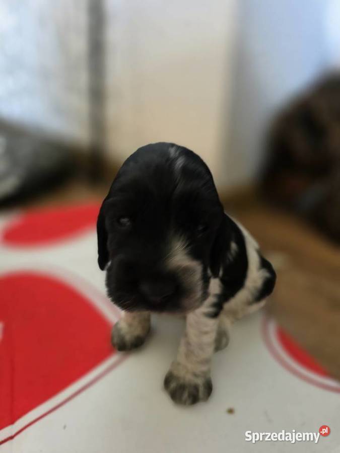 Cocker spaniel angielski pieski i sunie wielkopolskie Żelazków sprzedam