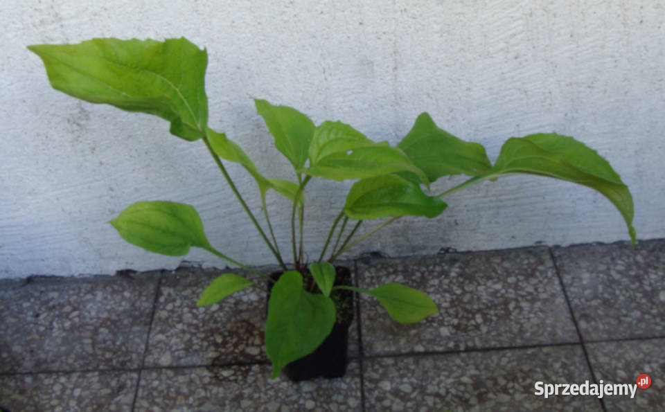 JEŻÓWKA PURPUROWA Echinacea sadzonki w Ustronie