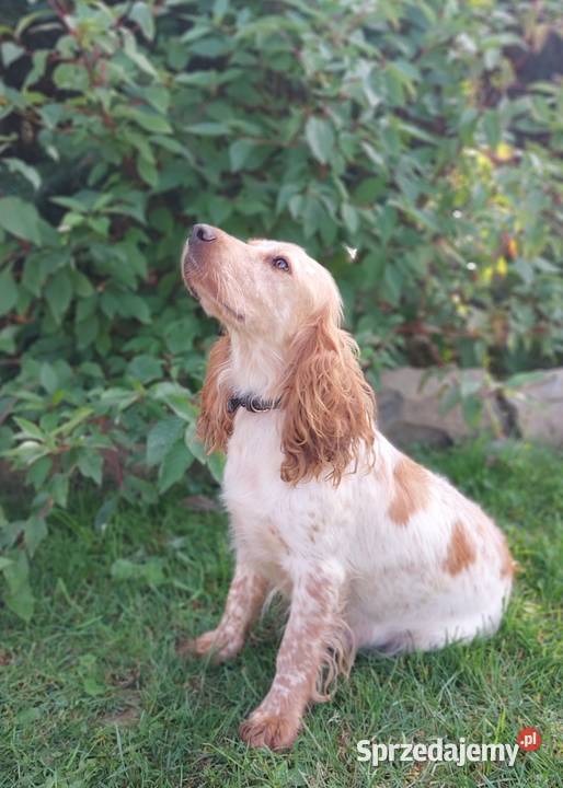 Pieski cocker spaniel suczki pieski Lipnica Mała