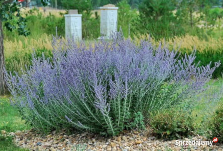 PEROWSKIA ŁOBODOLISTNA Little Spire sadzonki w Ustronie