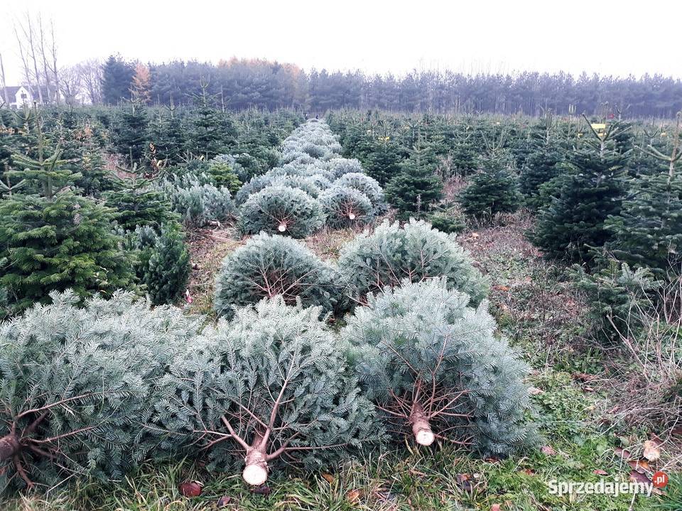 Jodła Kaukaska Nordmann cięta choinki HURT z Łódź