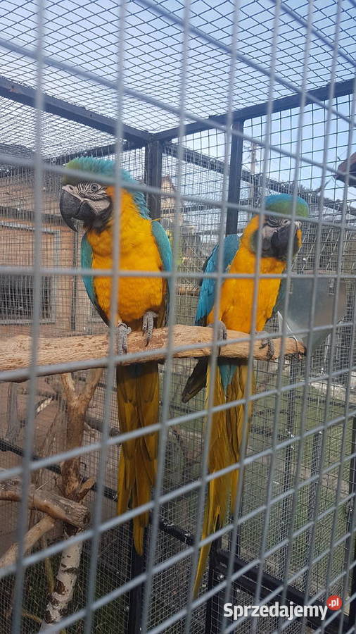 Ara ararauna para Bystra