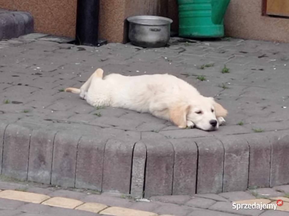 Szczenięta Golden Retriever Psy Rososzyca