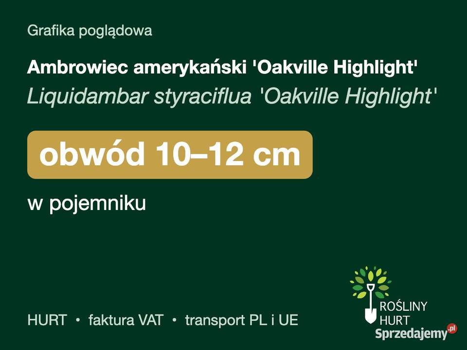Ambrowiec amerykański Oakville Highlight obw
