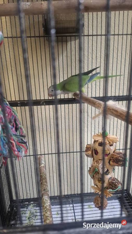 Samica mnichy Mikołów