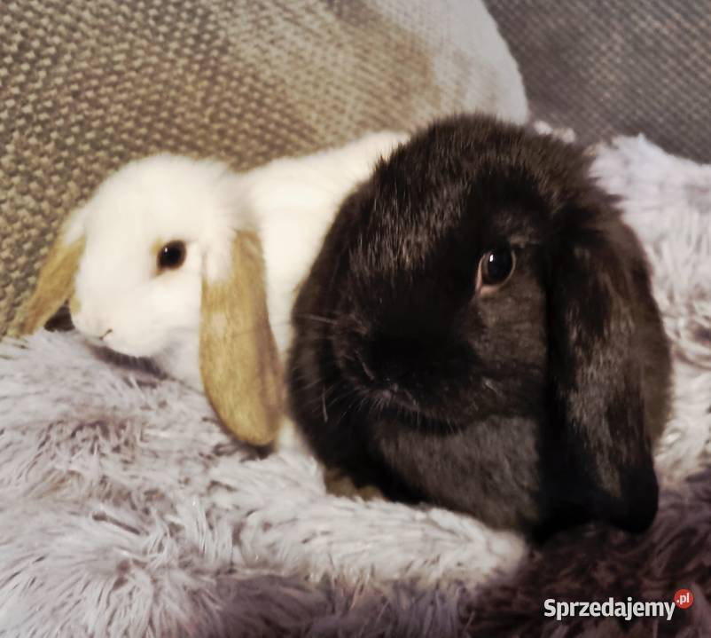 Królik baranek mini lop Króliki Pyrzowice