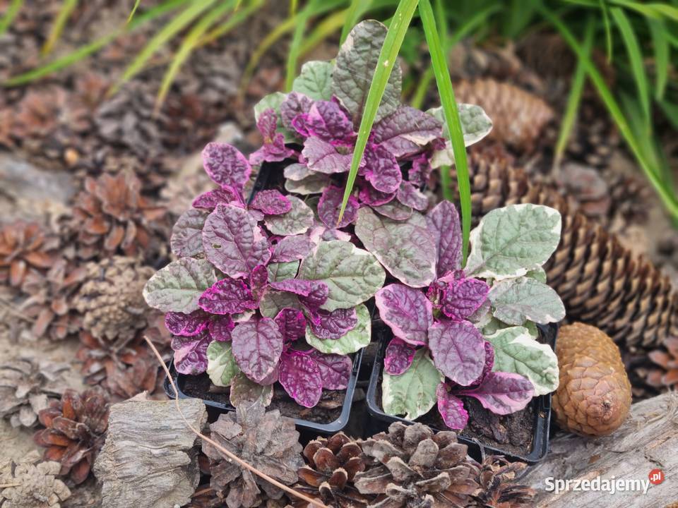 Dąbrówka rozłogowa BURGUNDY GLOW lubelskie Lublin