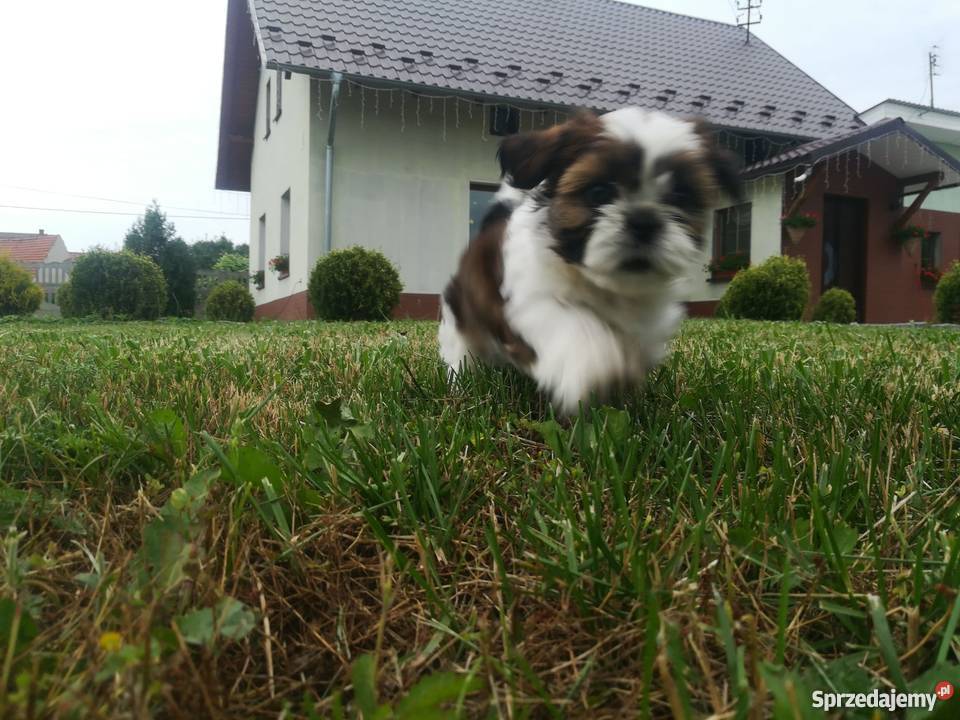 Shih Tzu szczenieta metryka mikrochip paszport