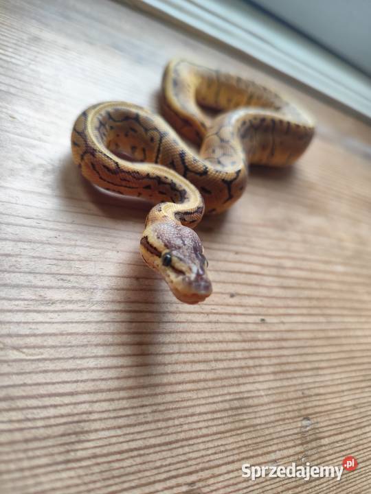 Samiczka Lemonblast Gady i płazy Pruszków