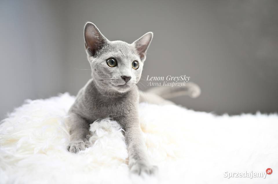 Kocurek Lenon Rosyjski Niebieski Rybnik